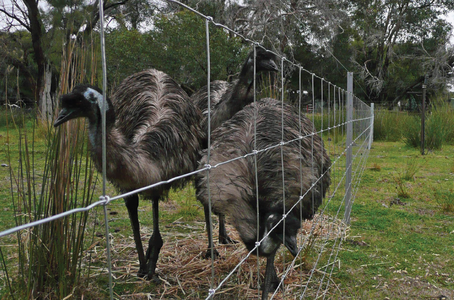 Southern Wire Farm Fence 8-90-15 x 100m